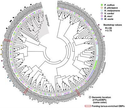 Coexpression of Three Odorant-Binding Protein Genes in the Foreleg Gustatory Sensilla of Swallowtail Butterfly Visualized by Multicolor FISH Analysis